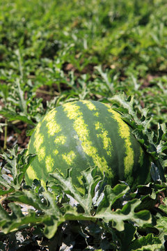 Natural watermelon