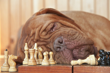 Dog Grand Master sleeping