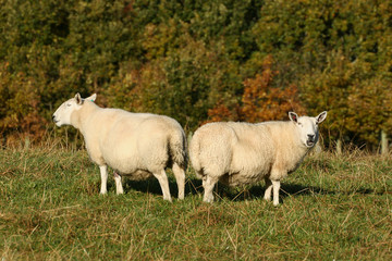 Obraz na płótnie Canvas Podwójny Sheep