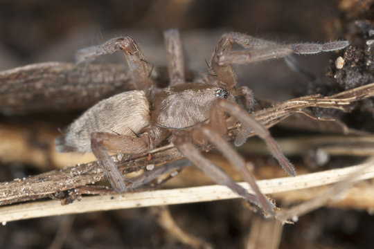 Flat-bellied ground spider on ground