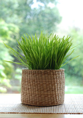Wheatgrass