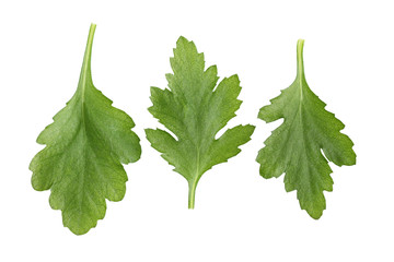 Chrysanthemum Leaves