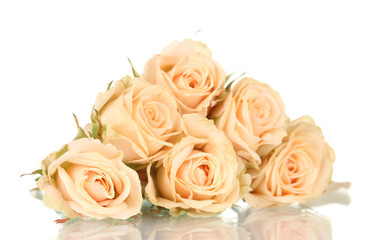 Many roses on white background