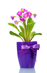Beautiful purple primrose in a flowerpot isolated on white