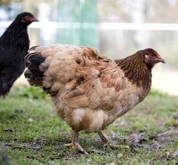Hen pair