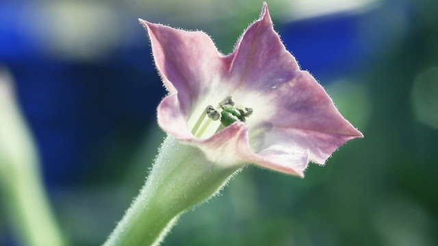 Tobacco flowers close up