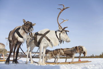 Reindeers in harness