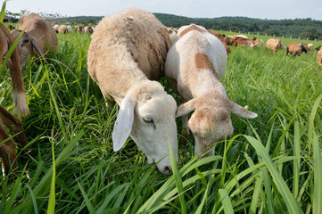 goats eating grass close up with blue sky