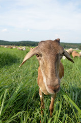 goats eating grass close up with blue sky