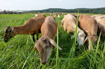 group of goats eating grass close up