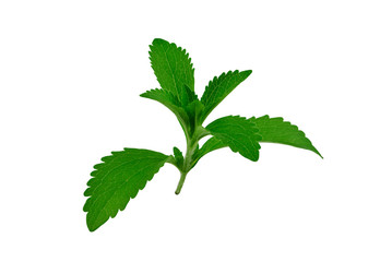 Stevia rebaudiana isolated on white background