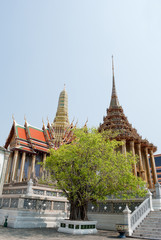 Fototapeta premium tree in wat pra keaw