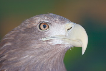 Golden Eagle (Aquila chrysaetos) portrait