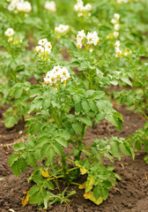 Potato bud