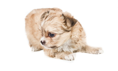 Chihuahua puppy on white background