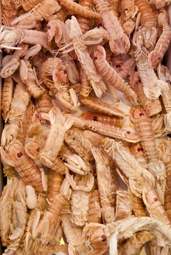 cicale