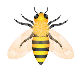 Honey bee
