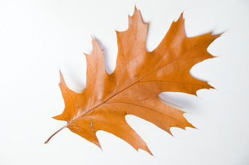 autumn leaf