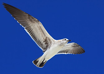 Great Black-backed Gull (Larus marinus)