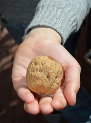 child who is holding a  walnut