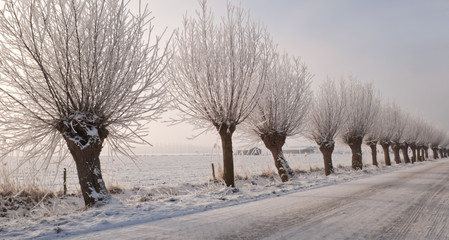 Frosted pollard willows in a rural Dutch street