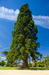 Fototapeta premium lonely tree, Pays-de-la-Loire, France