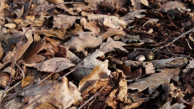 waldboden im winter