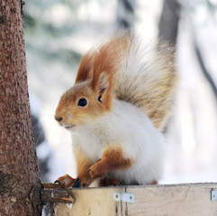 winter white squirrel sitting on rack