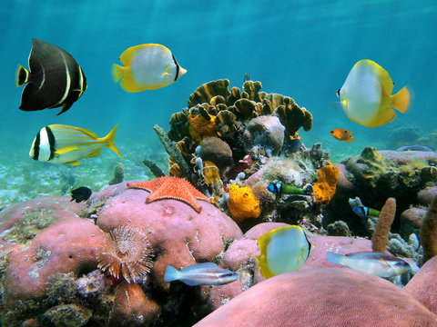 Fototapeta Kolorowa rafa koralowa podwodna z tropikalną ryba i morskim życiem, morze karaibskie