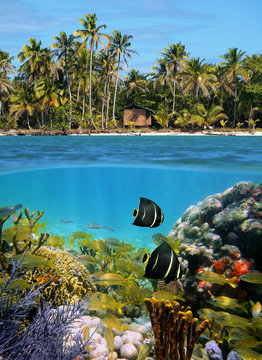 Fototapeta half above and below water surface, tropical coast with a hut and coconut trees, underwater a colorful coral reef with fish, Caribbean sea