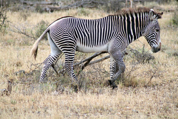 zebra di grevy