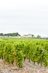 Fototapeta na wymiar winnic i Chateau d'Yquem, Sauternes Region, Francja