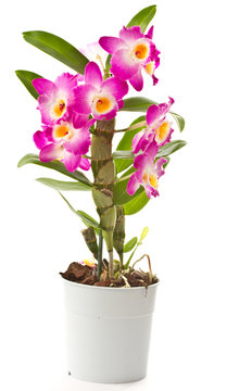 Dendrobium