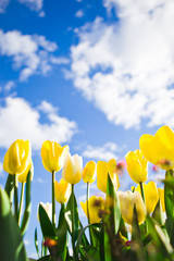 Field of tulips