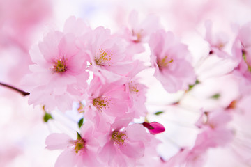 Fototapeta na wymiar Japoński wiśniowe drzewo w kwiecie