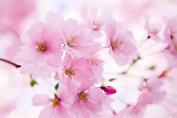 Deurstickers Japanese cherry tree in blossom © Dan Martin