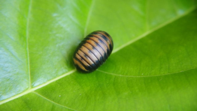 Pill bug defending itself by rolling into a bal