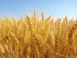 Wheat field against a blue sky