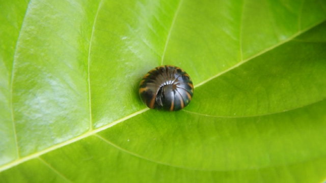 Pill bug defending itself by rolling into a bal