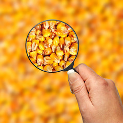Food examination, corn quality © meryll