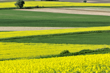 argiculture, rapefield, landscape, spring, yellow