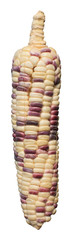 mixed color of corn isolated