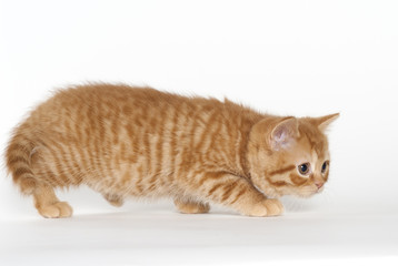 Britisch Kurzhaar Kitten, rot, schleichend