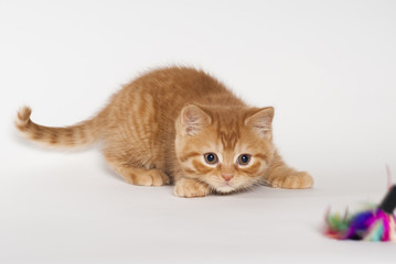 Britisch Kurzhaar Kitten, rot, lauernd