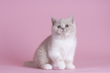 Britisch Kurzhaar Kitten, Tortie, sitzend, rosa Hintergrund