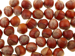 hazelnuts in shell