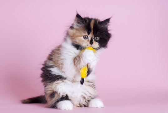 Britisch Langhaar Kitten, dreifarbig, spielt mit Katzenangel