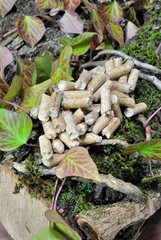 Pellet su un tronchetto di quercia