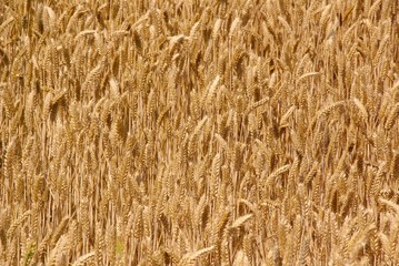 A wheat field in summer