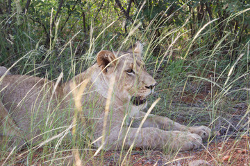 Löwen - die Könige